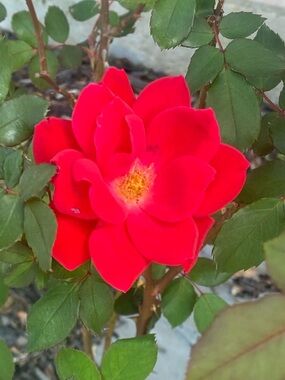 Meet your Posher, Imelda (momnteach2nd)